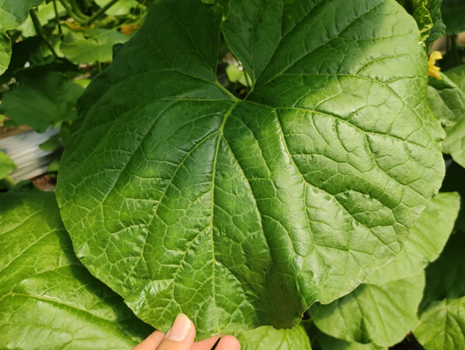 司普沃進(jìn)口水溶肥怎么樣？專業(yè)技術(shù)老師來解答。