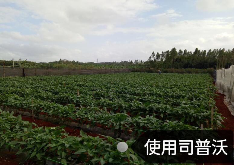 水溶肥的神奇奧秘，作物黃化也能治