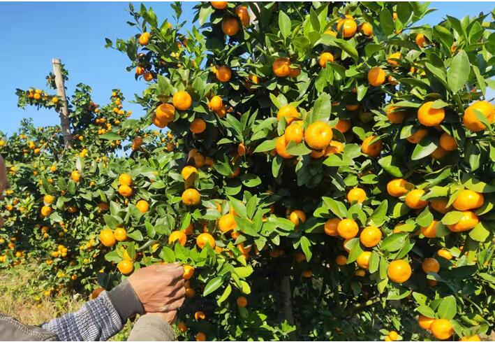 水溶肥廠家告訴你，腐植酸水溶肥有什么用