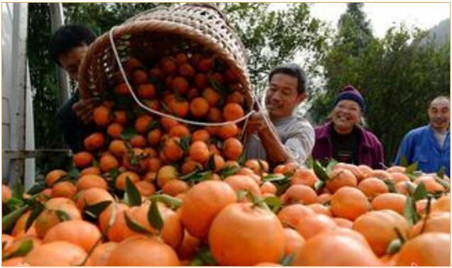 用對磷酸二氫鉀 讓你的作物成為別人家羨慕的對象！