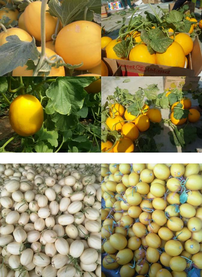 1619056693829282.png 5.png