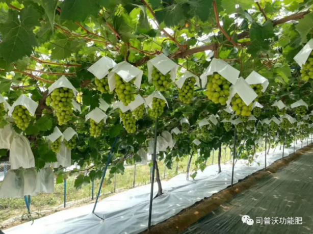 解密磷酸二氫鉀作用技巧，有些技巧你還真的不知道