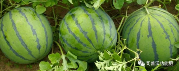 西瓜苗期6大殺手該如何防治？一定不要忽略這些病害