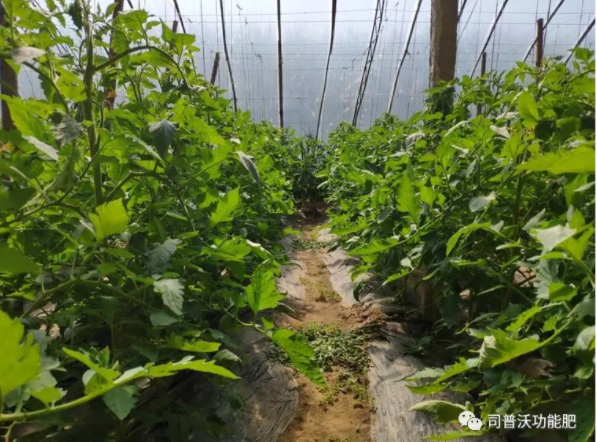 快扔掉控旺藥吧！“它”能起到控旺的作用，不僅效果顯著，也沒(méi)有肥害！