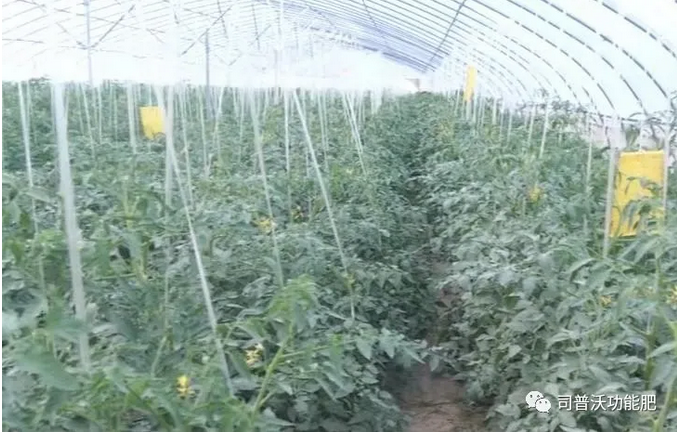 番茄卷葉不只是因?yàn)楦邷睾洼喿髂敲春?jiǎn)單，葉片“向上卷”和“向下卷”也不一樣！