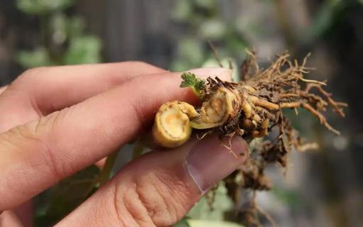 葡萄根腐病怎么辦？別擔(dān)心，司普沃赫蔓微生物菌劑能有效解決！