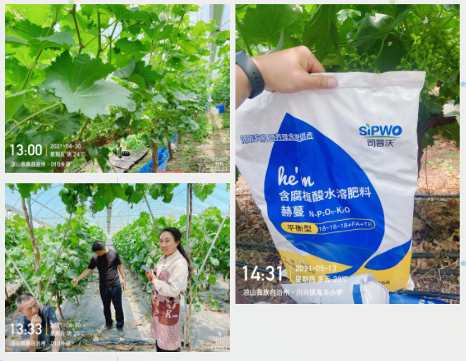 “氮、磷、鉀”三要素，你真吃透了嗎？