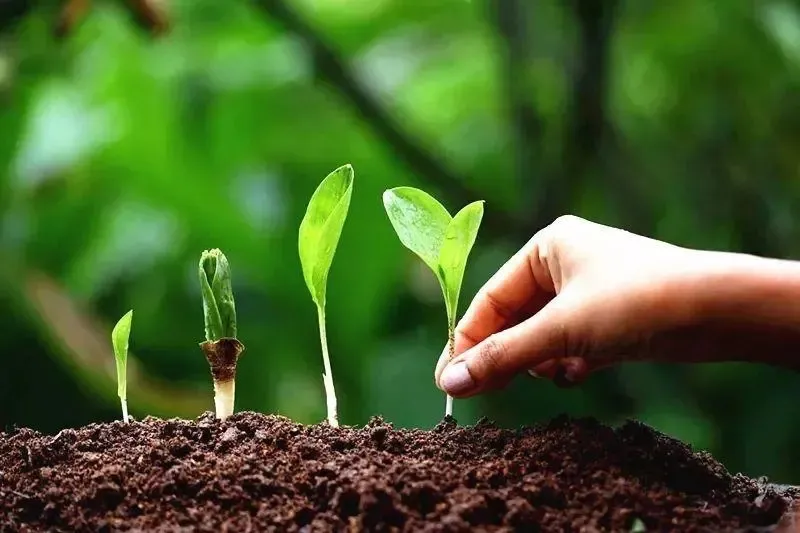 為什么你用了腐植酸會(huì)感覺(jué)沒(méi)效果？腐植酸如何正確使用，很多人不知道