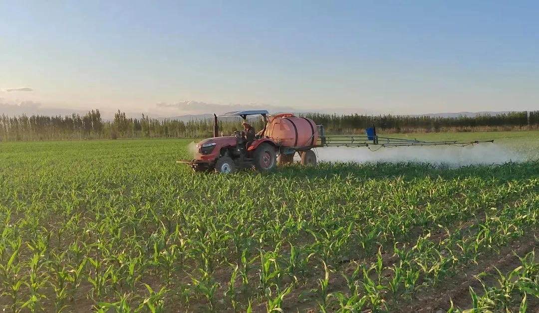 如何防止玉米倒伏？做好這三點(diǎn)*關(guān)鍵?。?！