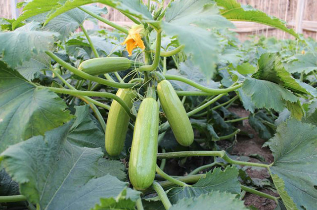 西葫蘆死苗，不知道是什么原因，司普沃來幫您！