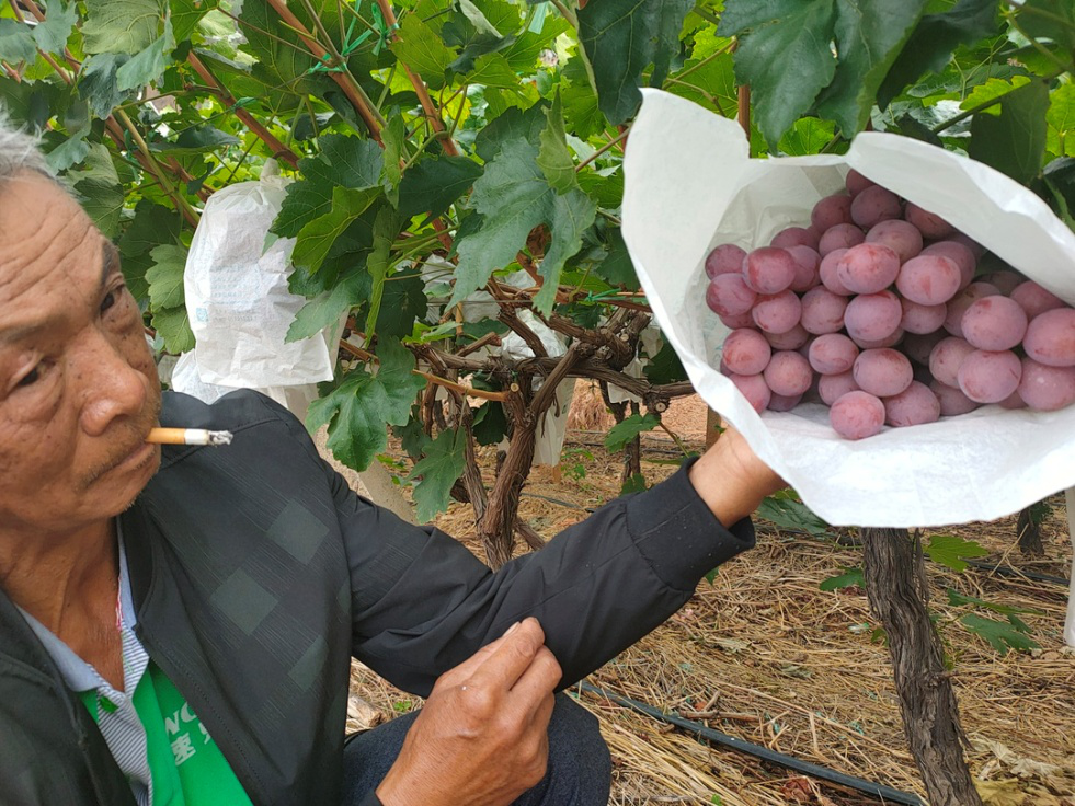 葡萄干筋怎么辦？司普沃叫你一招有效預(yù)防和解決
