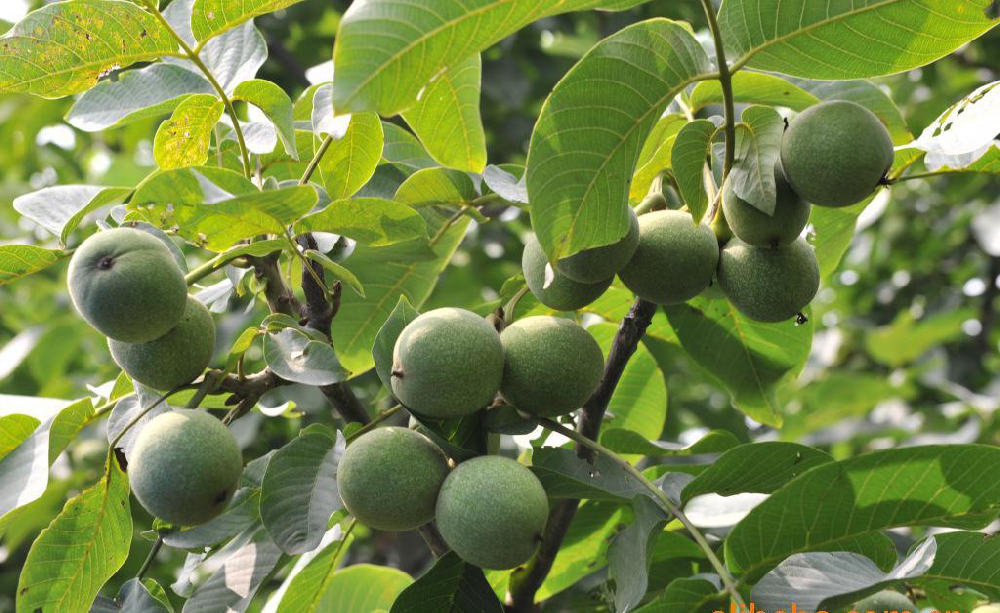 核桃早期落果，降低收益，怎么辦？