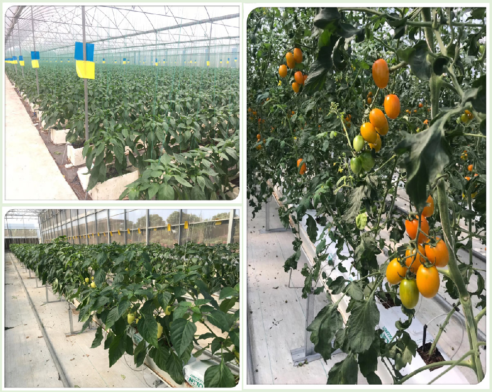 番茄早疫病害怎么辦！原來是這個(gè)原因