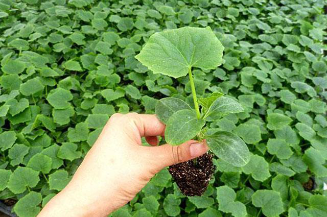 越夏黃瓜旺長徒長怎么辦?司普沃教您一招有效解決。