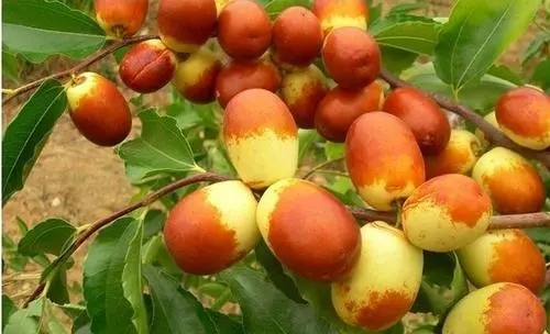 棗樹出現(xiàn)裂果，是什么原因，來聽聽司普沃是怎樣說的