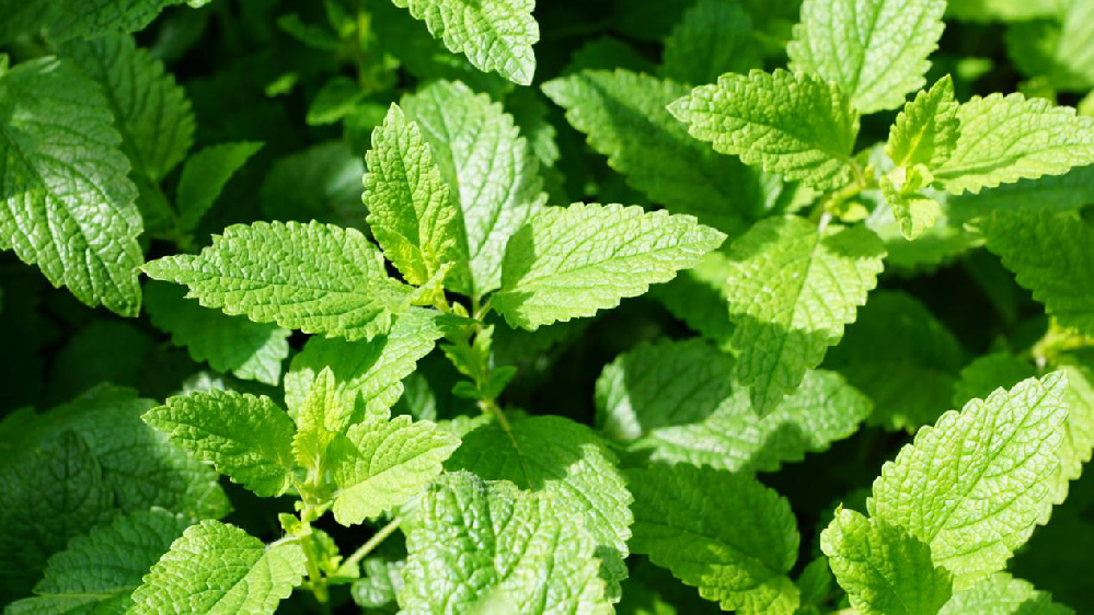 薄荷該怎樣提高產量，司普沃來為大家科普高產種植技術
