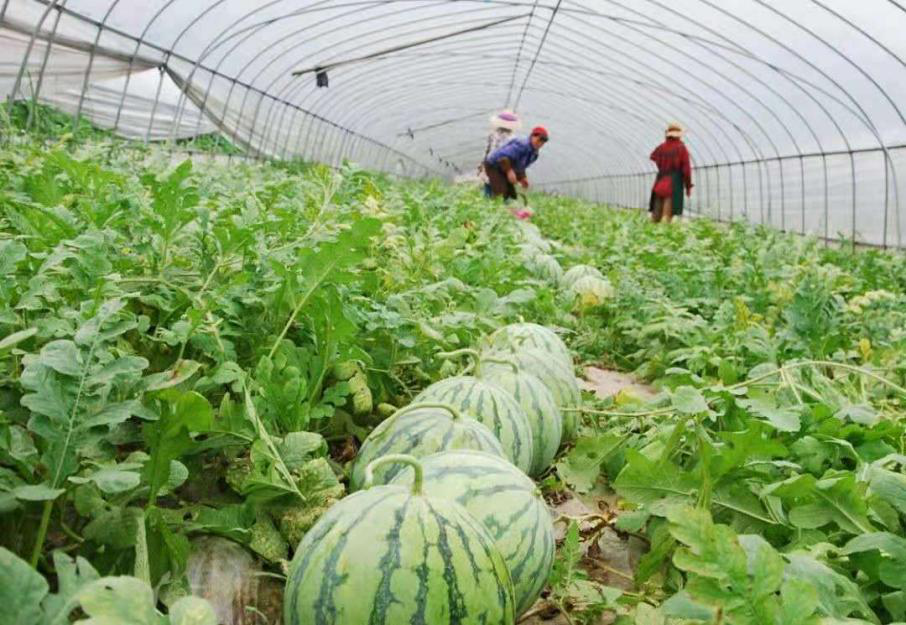 要想提高嫁接西瓜品質，得知道這個關鍵技術