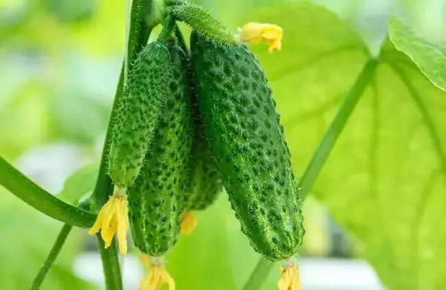 黃瓜長勢不齊，司普沃教您怎樣才能使黃瓜苗齊苗壯