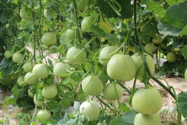 拱棚甜瓜下部葉片發(fā)黃，咋回事？來看看司普沃是怎么說的