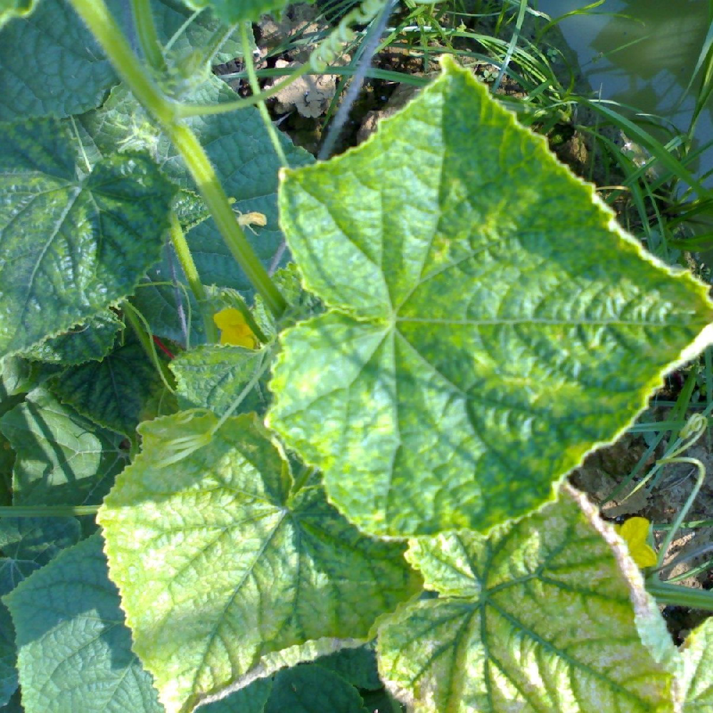 黃瓜出現(xiàn)黃葉，找不到病因，司普沃教您從這3方面查找