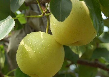 碭山酥梨糠化了，快與司普沃一起探究原因和解決方案吧！