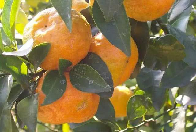 柑橘出現(xiàn)浮皮果，怎么辦？司普沃來幫您！