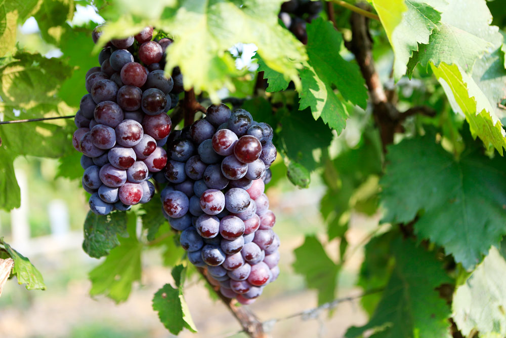 如何促進(jìn)葡萄著色，司普沃教您幾招，速看！