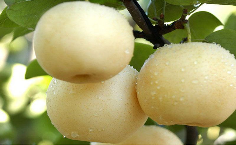 黃冠梨秋季如何管理？快與司普沃一起來看看！