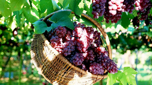 葡萄出現(xiàn)軟果？不知道原因？快與司普沃一起來尋找答案吧