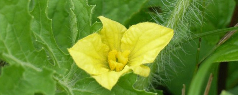 西瓜雄花無粉？這可嚴(yán)重了，與司普沃一起來看看該怎樣解決