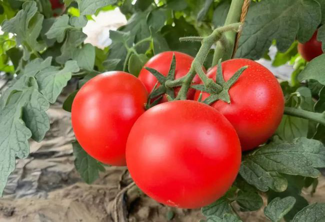 番茄定植前，防死棵需注意的幾個(gè)方面，與司普沃一起來看看