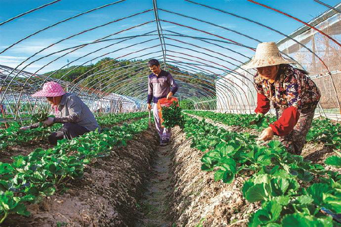 草莓栽后怎么補(bǔ)苗，才能獲得豐收，快與司普沃一起來看看