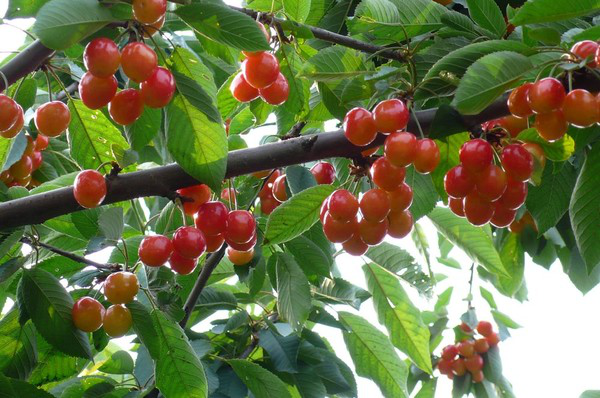 進(jìn)入到秋季，櫻桃一定要預(yù)防早期落葉，與司普沃一起來了解一下