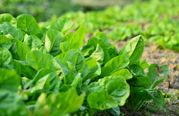 蔬菜根系弱、花少、病害多，怎么辦？與司普沃一起來(lái)看看
