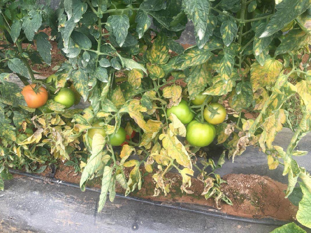 番茄葉霉病如何防治？司普沃為您解答