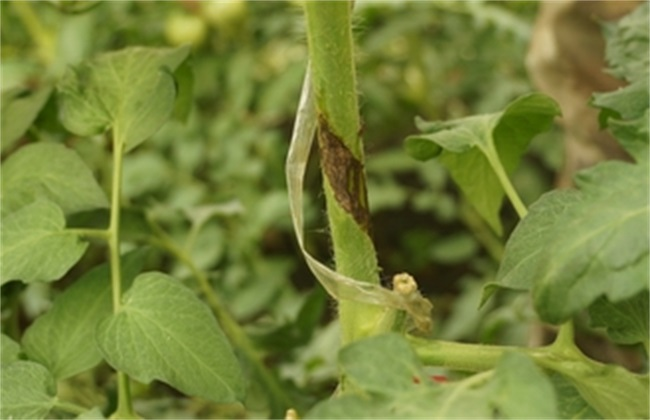 番茄芽枯病是啥原因造成的，又該怎么防治？司普沃為您輕松解決