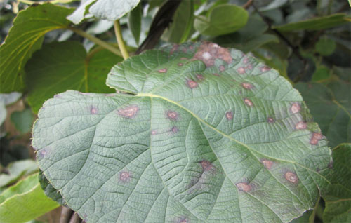 獼猴桃黑斑病怎么防治？司普沃為您解答