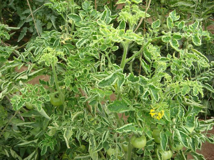 西紅柿卷葉是什么原因？應(yīng)該怎樣防治？與司普沃一起來看看