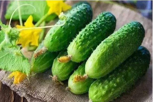 想要黃瓜優(yōu)質(zhì)生長，需要考慮哪些因素，與司普沃一起討論討論