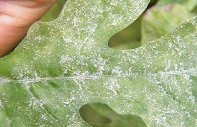 西瓜白粉病怎么防治？司普沃告訴您個小妙招
