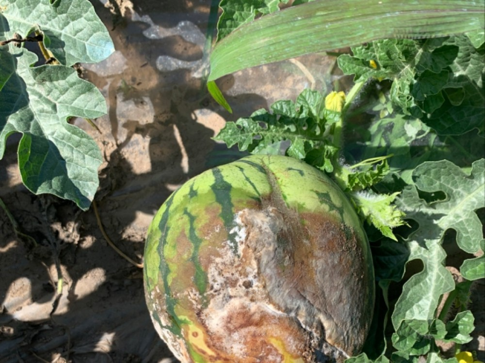 司普沃淺談西瓜軟腐病防治技術與管理