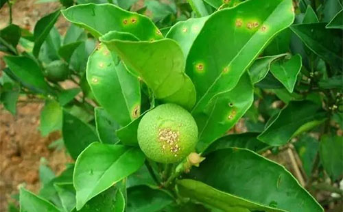 柑橘疫霉病有哪些癥狀？疫霉病發(fā)病原因是什么？司普沃為您解答