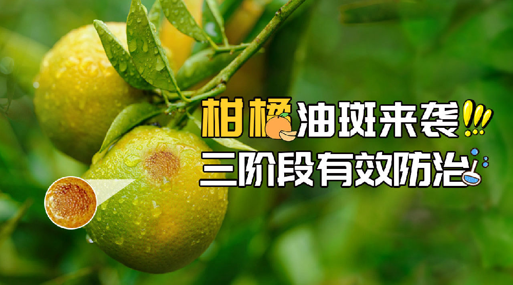 司普沃淺談柑橘油斑病的田間癥狀、誘發(fā)原因及預防措施