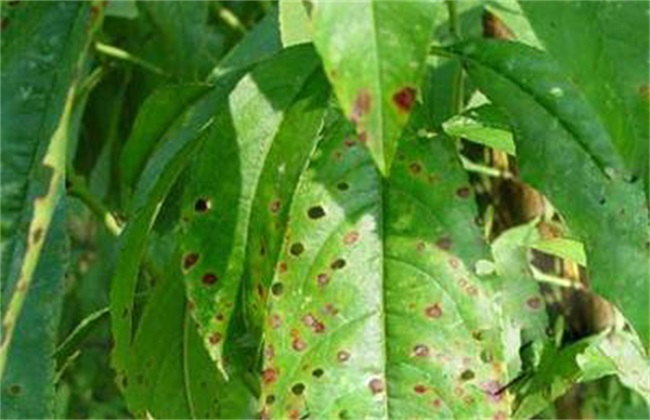 司普沃淺談桃樹炭疽病的癥狀、病原、發(fā)生規(guī)律及防治措施