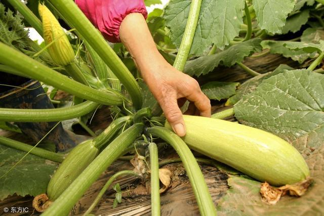 西葫蘆炭疽病如何防治？司普沃教您一招輕松解決