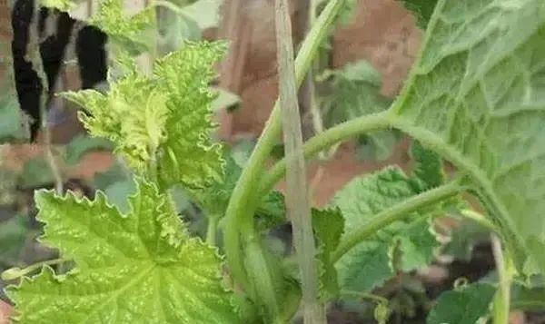 蔬菜缺硼如何進行補救？司普沃告訴您