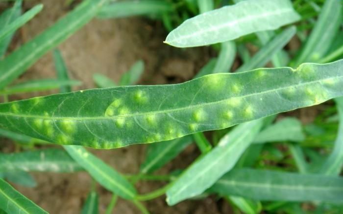 司普沃淺談空心菜白銹病的癥狀、病原、發(fā)生規(guī)律及防治技術(shù)