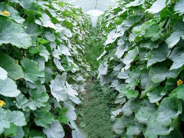 南瓜得了白粉病怎么辦？別著急司普沃來解決