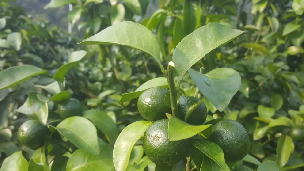 砂糖橘秋梢竟不老熟！這危害夠受嗎？司普沃來(lái)幫您