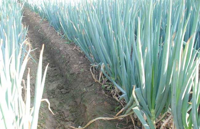 大蔥霜霉病的癥狀是什么？如何防治大蔥霜霉病？ 司普沃給出了答案。